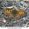 melitaea cinxia male1